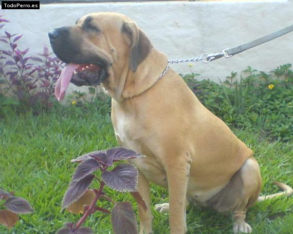Foto del perro Grecia di maquiavelo