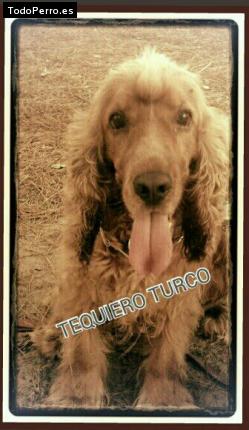 Foto del perro Turco