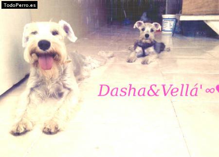 Foto del perro Dasha