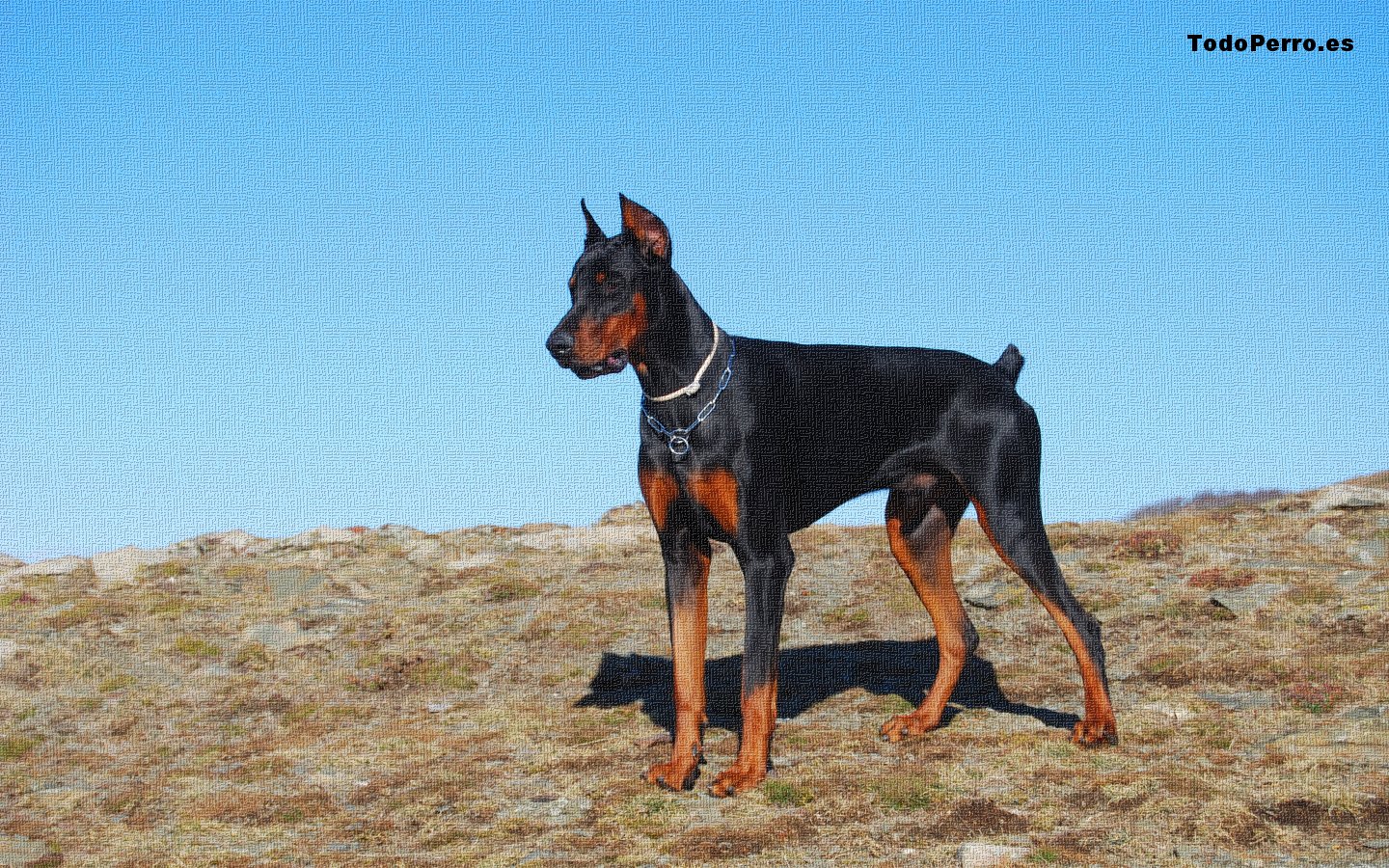 El perro Fulvios, un fondo de pantalla 1440x900
