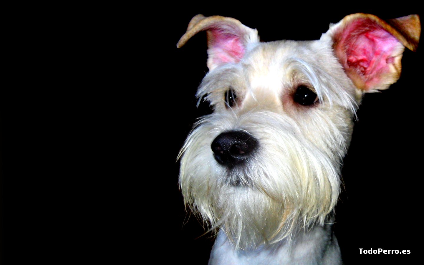 Wallpapers de perros: Lucas 1440x900