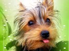 wallpaper de un perro Yorkshire Terrier