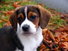 wallpaper de un perro Beagle