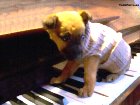 Cachorro sobre piano