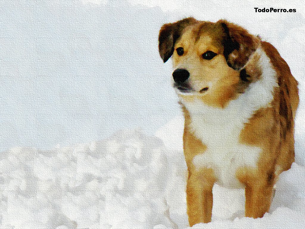 Perro en la Nieve