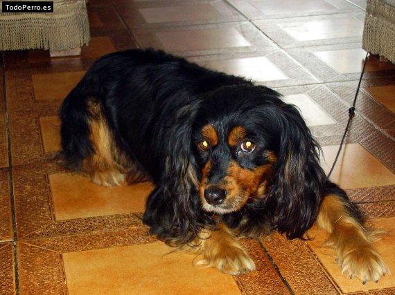 Foto del perro Sasha