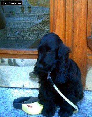 La foto del perro Ikatz Foto del perro Ikatz