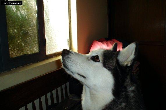 Foto del perro Chelsea