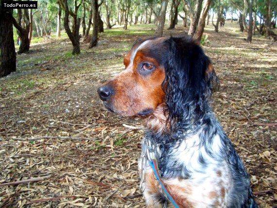Foto del perro Roco
