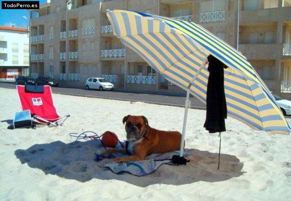 Foto del perro Rusty