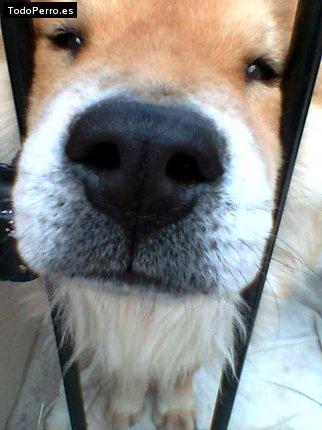 La foto del perro Shovy Foto del perro Shovy