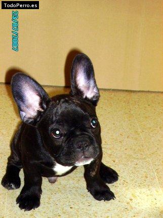 La foto del perro Stich Foto del perro Stich