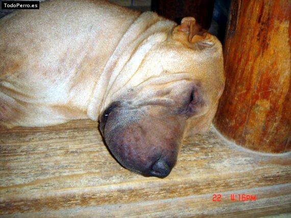 La foto del perro