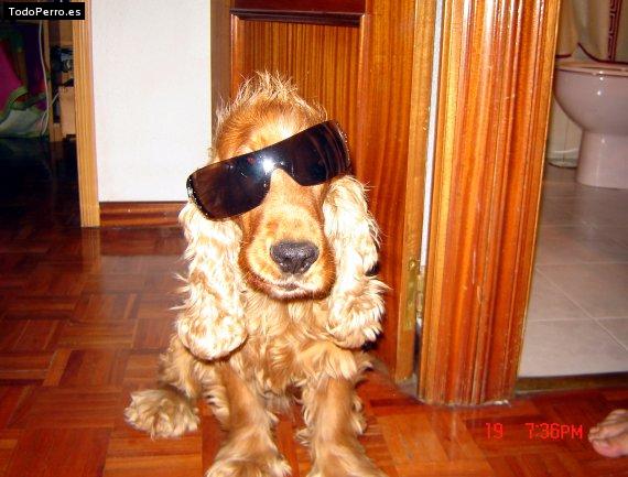 La foto del perro Kiko Foto del perro Kiko