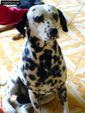 Foto del perro Balton