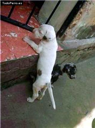 Foto del perro Salome