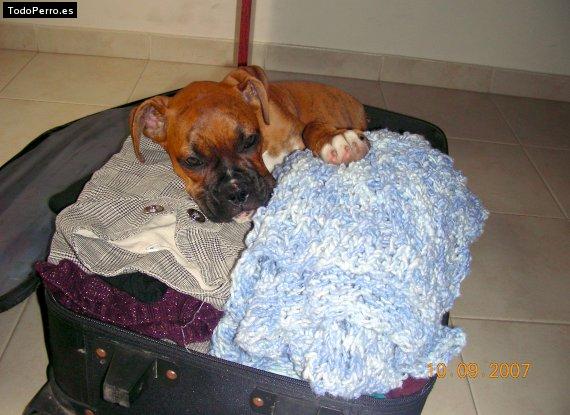 La foto del perro Sofia Foto del perro Sofia