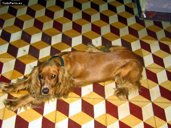 La foto del perro Patron Foto del perro Patron