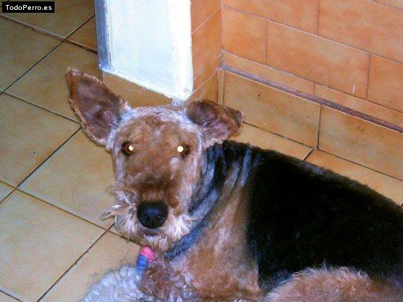 La foto del perro