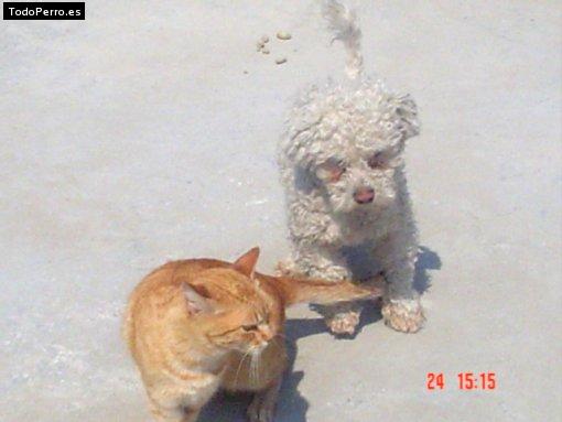 La foto del perro Sanson Foto del perro Sanson