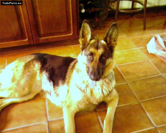 Foto del perro India