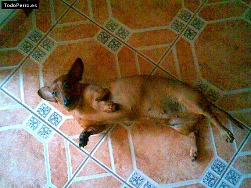 Foto del perro Cookie