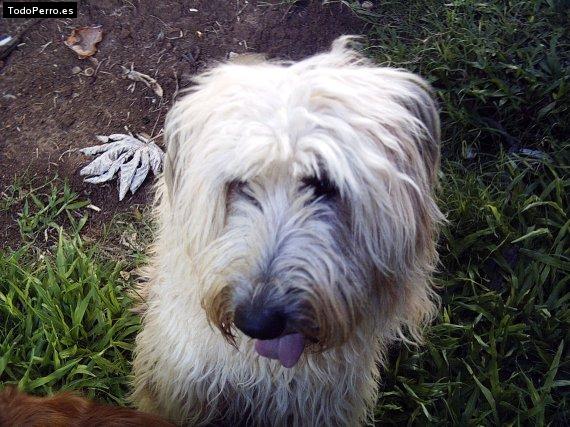 La foto del perro Scooby doo Foto del perro Scooby doo