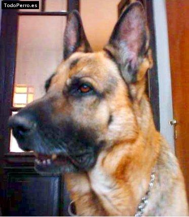 La foto del perro Shadow Foto del perro Shadow