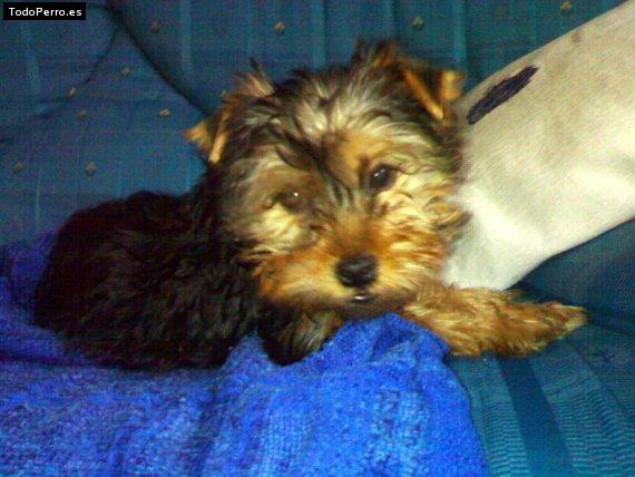 La foto del perro Guti Foto del perro Guti