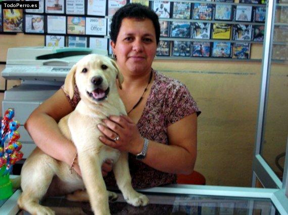 La foto del perro Suca Foto del perro Suca