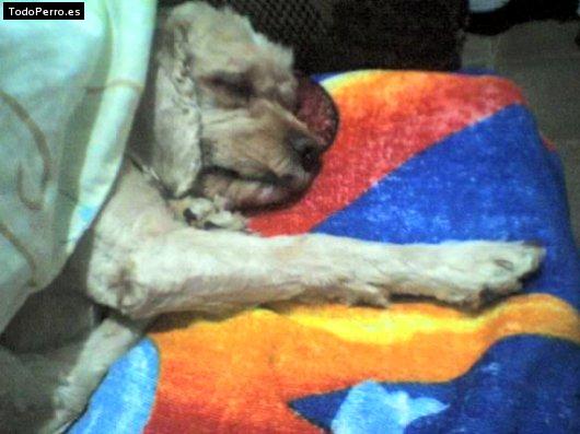 Foto del perro Candy