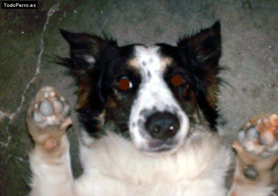 La foto del perro Popy Foto del perro Popy