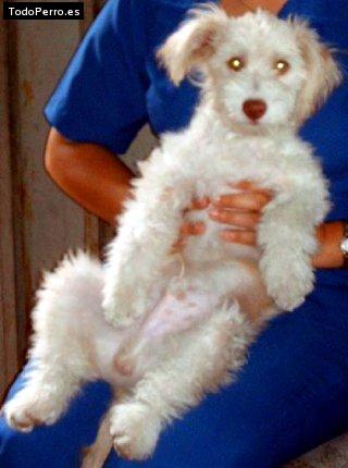 La foto del perro Peluche Foto del perro Peluche