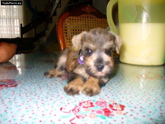 La foto del perro Shanty Foto del perro Shanty