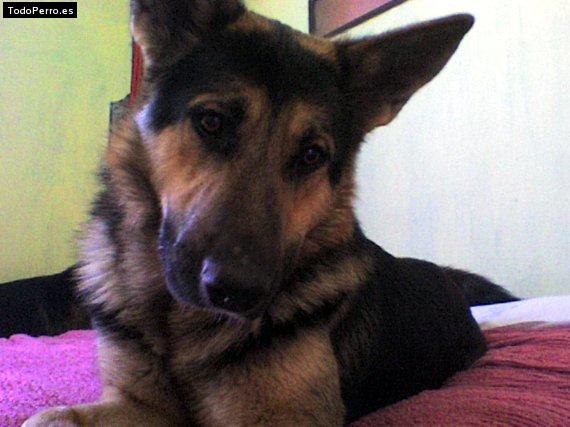 Foto del perro Mufasa