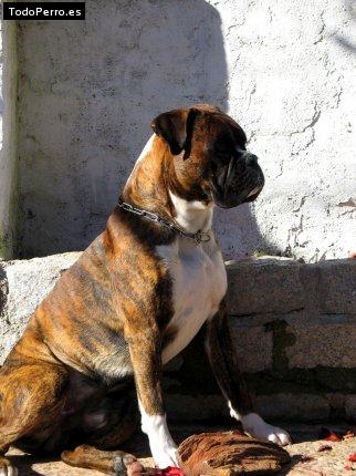 Foto del perro Chico