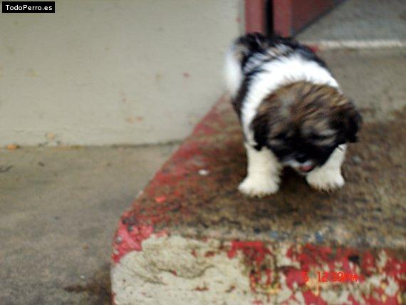 Foto del perro Bettoven