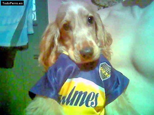 La foto del perro Sol Foto del perro Sol