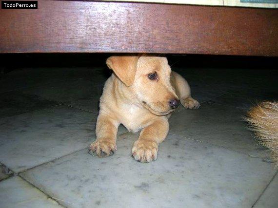 La foto del perro Samantha Foto del perro Samantha