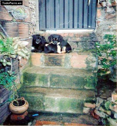 Foto del perro Benyi