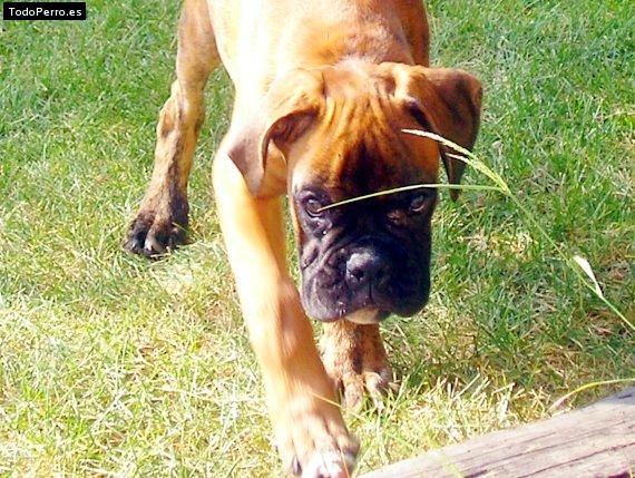 Foto del perro Chevere