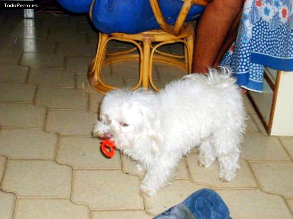 La foto del perro Doggy Foto del perro Doggy