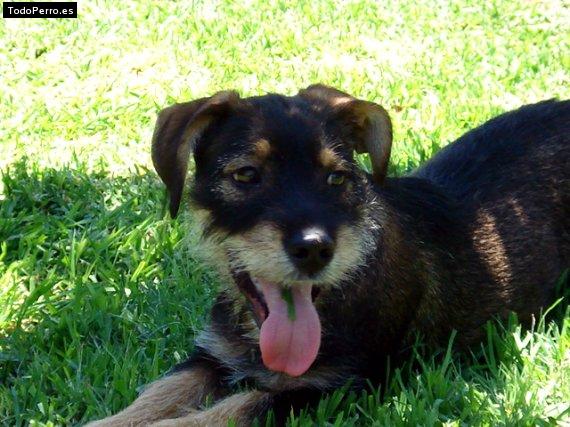 La foto del perro Simba Foto del perro Simba