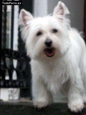Foto del perro Hannah