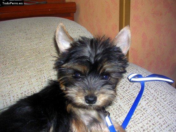 La foto del perro Ronni Foto del perro Ronni