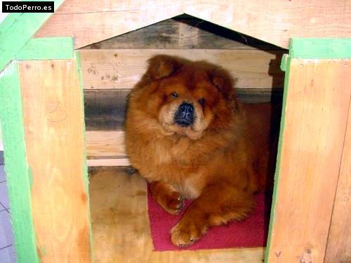 La foto del perro Shiau Foto del perro Shiau