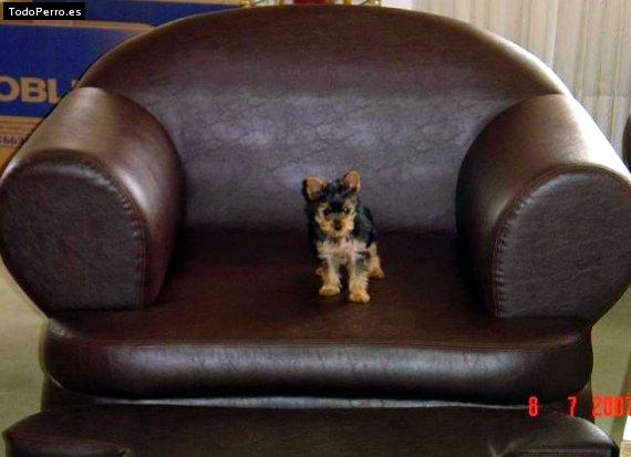 La foto del perro Panda Foto del perro Panda