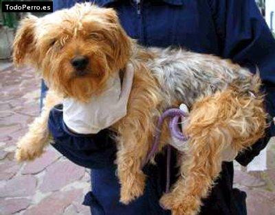 La foto del perro Cuchi Foto del perro Cuchi