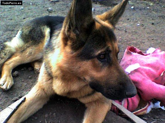 La foto del perro Sarami Foto del perro Sarami