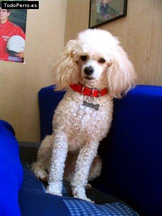 Foto del perro Joysee